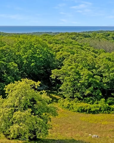 Dense tropical forest canopy with ocean horizon visible in distance under clear blue sky